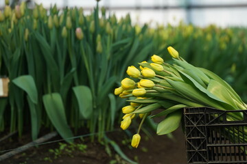 Tulips are collected in boxes in the greenhouse.