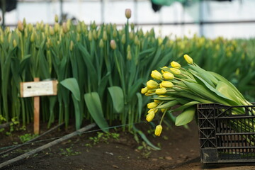 Tulips are collected in boxes in the greenhouse.