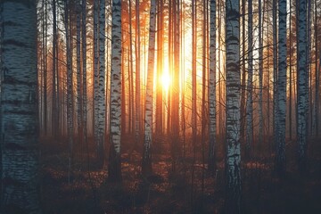 Sunset glow among forest birch trees