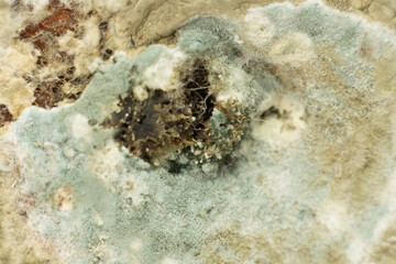 Mystic Mold: Nature's Abstract Art on a Forgotten Orange, This image captures the eerie beauty of a moldy orange in a close-up view. The vibrant orange skin is overtaken by creeping mold, illustrating