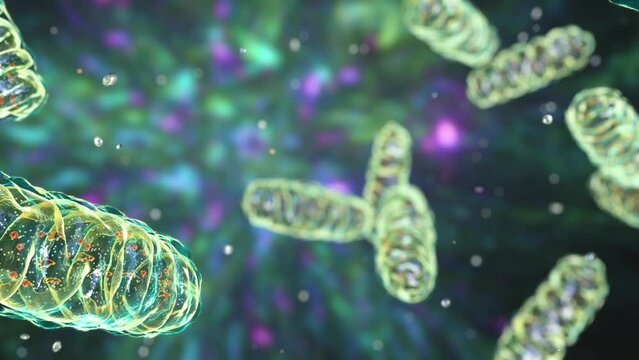 Mitochondria, animation