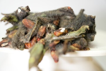 Decay in Detail: A Macro Perspective of Molding Flat Beans, This macro image captures the intricate details of flat beans undergoing natural decay. The beans, once vibrant and green, are now a canvas