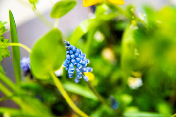 Blue hyacinth in a vase, arranged by a Japanese florist.