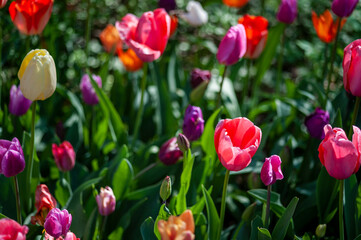 Campo fiorito di Tulipani. Primavera, estate, i colori della natura.