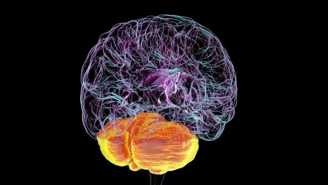 Human brain with highlighted cerebellum, animation