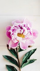 Closeup of pink peony on white background