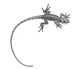 Lézard 