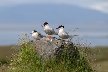 Küstenseeschwalben in Island