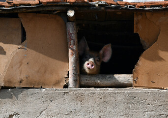 Curious pig. Farm life through an old cottage hole.