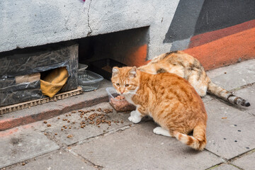 Caring for street stray urban cats