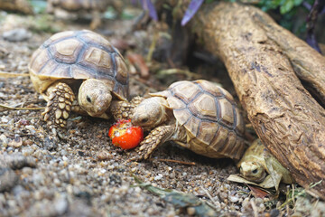 African Sulcata Tortoise Natural Habitat,Close up African spurred tortoise resting in the garden, Slow life ,Africa spurred tortoise sunbathe on ground with his protective shell ,Beautiful Tortoise