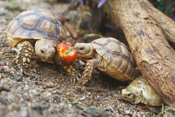 African Sulcata Tortoise Natural Habitat,Close up African spurred tortoise resting in the garden, Slow life ,Africa spurred tortoise sunbathe on ground with his protective shell ,Beautiful Tortoise