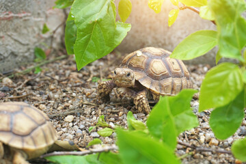 African Sulcata Tortoise Natural Habitat,Close up African spurred tortoise resting in the garden, Slow life ,Africa spurred tortoise sunbathe on ground with his protective shell ,Beautiful Tortoise