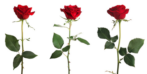 Red rose flower with clipping path, side view. Beautiful single red rose flower on stem with leaves isolated on white background. Naturе object for design to Valentines Day, mothers day, anniversary