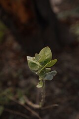 Small Plant with Beautiful Look Night Scene - 1