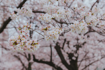 Pink cherry blossom, beautiful pink flowers of japanese cherry tree in garden.