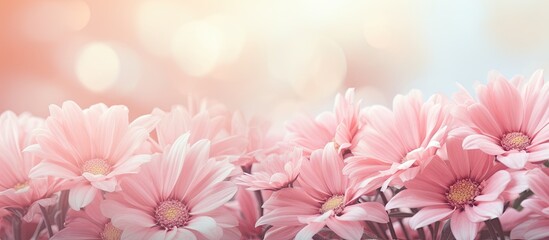 Elegant Pink Blossoms with Delicate Petals Creating Refreshing Spring Pink Flowers Wallpapers