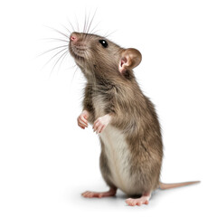 rat stands on its hind legs and looking up. on transparency background PNG