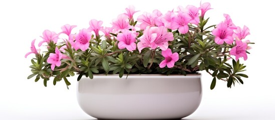 Fototapeta na wymiar Elegant White Vase with Beautiful Pink Flowers Blooming in Natural Light