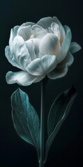 white peony against black background. Elegant, classy gift for special occasion