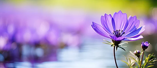Keuken spatwand met foto Vibrant Purple Wildflower Blooming Amongst Lush Field of Lavender Blossoms © vxnaghiyev