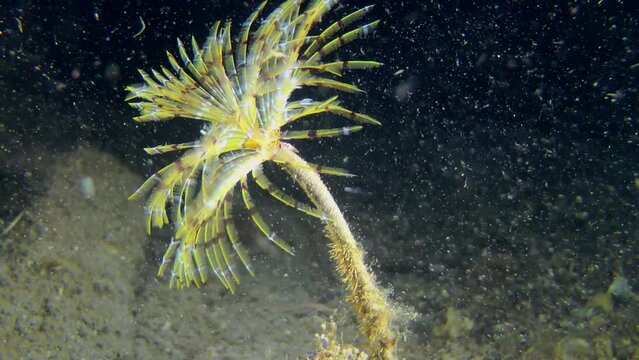 The polychaete Mediterranean fan worm (Sabella spallanzanii) unfolds brightly colored tentacles, planktonic organisms swim around them, medium shot.