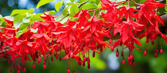 Tuinposter Vibrant Red Blooms Adorning Botanical Garden Tree Branches in Spring © vxnaghiyev