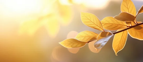 Rolgordijnen Golden Hour Beauty: Sunlight Illuminates Stunning White Leaves on a Branch © vxnaghiyev