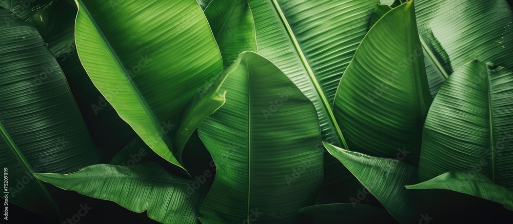 Poster lush green banana leaves creating a rich botanical backdrop on dark background