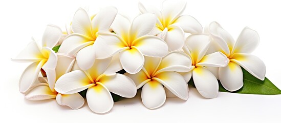 Fototapeta premium Elegant White Plumeria Rubra Flowers Blossoming in Isolated White Background