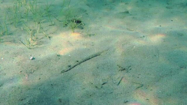 Marine fish Thornback Ray (Raja clavata) glides very slowly through the sandy shallows among the spots of light. 