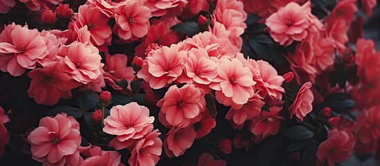 Vibrant Pink Blossoms Adorn a Lush Garden in Full Bloom Under the Clear Blue Sky