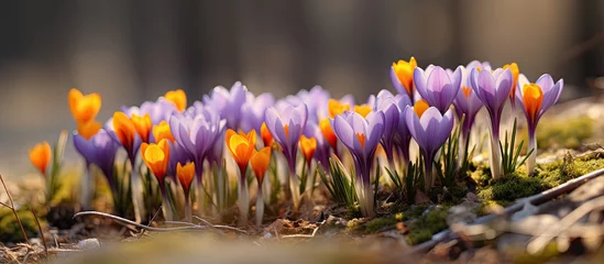 Fotobehang Vibrant Crocus Flowers Blooming in a Woodland During Springtime in Kent, UK © vxnaghiyev