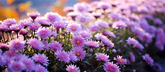 Vibrant Autumn Blooms: Aster novi belgii Karminkuppel flowers in a Charming Garden Setting - obrazy, fototapety, plakaty
