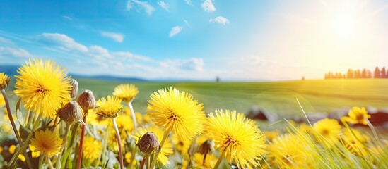 Golden Meadow: Vibrant Yellow Flowers Under a Clear Blue Sky in Rural Landscape