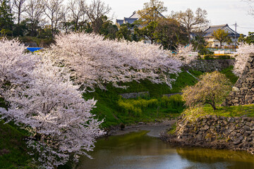 桜