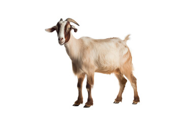 Fototapeta premium Adult Goat Standing: Single goat with white and light brown fur, darker brown hooves and horns, standing isolated on a white background