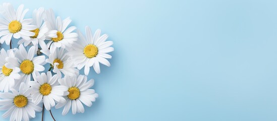 Elegant White Daisies Blossoming Against a Serene Pastel Blue Background