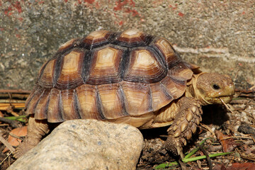African Sulcata Tortoise Natural Habitat,Close up African spurred tortoise resting in the garden, Slow life ,Africa spurred tortoise sunbathe on ground with his protective shell ,Beautiful Tortoise