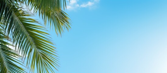 Fototapeta na wymiar Tropical Palm Leaves Flawlessly Framed by Azure Blue Sky for a Relaxing Natural Background