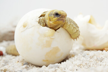 Africa spurred tortoise being born, Tortoise Hatching from Egg, Cute portrait of baby tortoise hatching, Birth of new life,Natural Habitat