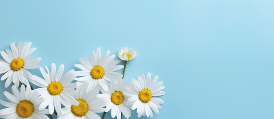 Delicate White Daisies Brighten Pastel Blue Background with Space for Inspirational Quotes
