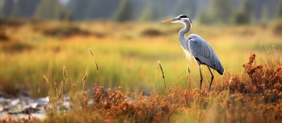 Graceful Grey Heron foraging in a lush meadow under the clear sky