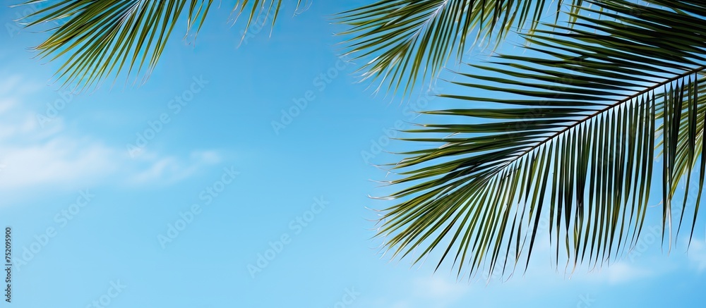 Wall mural Tropical Palm Fronds Silhouetted Against the Vivid Blue Summer Sky