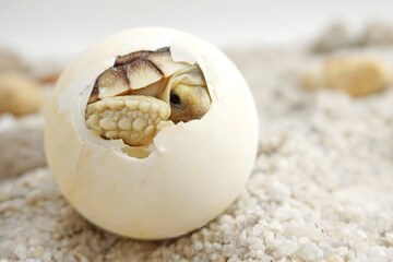 Africa spurred tortoise being born, Tortoise Hatching from Egg, Cute portrait of baby tortoise...