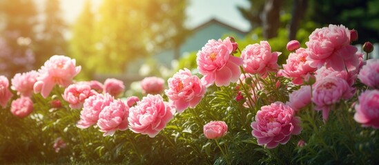 Vibrant Pink Peony Flowers Blooming in a Beautiful Garden Setting - obrazy, fototapety, plakaty