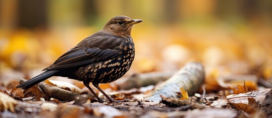 Elegant Female Blackbird Foraging Among Autumn Leaves in Nature