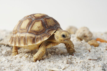 African Sulcata Tortoise Natural Habitat,Close up African spurred tortoise resting in the garden, Slow life ,Africa spurred tortoise sunbathe on ground with his protective shell ,Beautiful Tortoise
