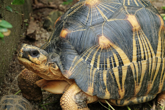 Portrait of radiated tortoise,The radiated tortoise eating flower ,Tortoise sunbathe on ground with his protective shell ,cute animal ,Astrochelys radiata ,The radiatedtortoise from Madagascar