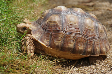 African Sulcata Tortoise Natural Habitat,Close up African spurred tortoise resting in the garden,...